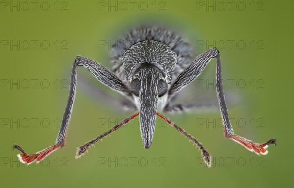 Weevils (Oxystoma ochropus) in frontal view