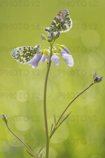 Aurora butterfly on cuckoo flower