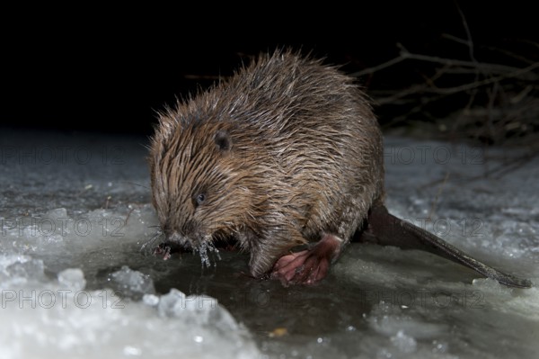 European beaver (Castor fiber), Rosenheim, Bavaria, Germany, Europe