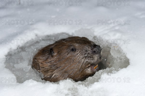 European beaver (Castor fiber), Rosenheim, Bavaria, Germany, Europe