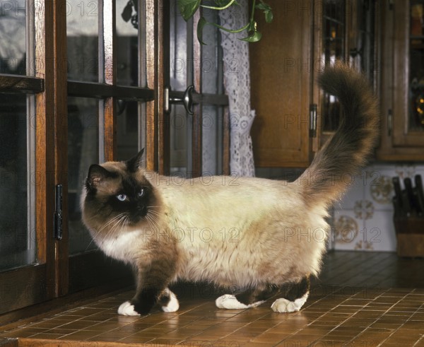 BIRMANESE DOMESTI CAT, ADULT STANDING IN KITCHEN