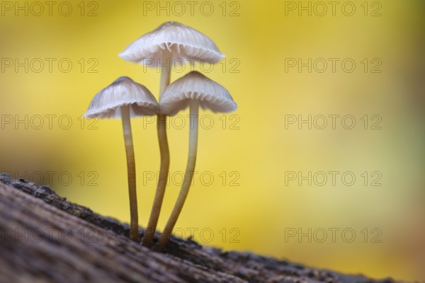 Lilac bonnet (Mycena pura) Lower Saxony, Germany, Europe