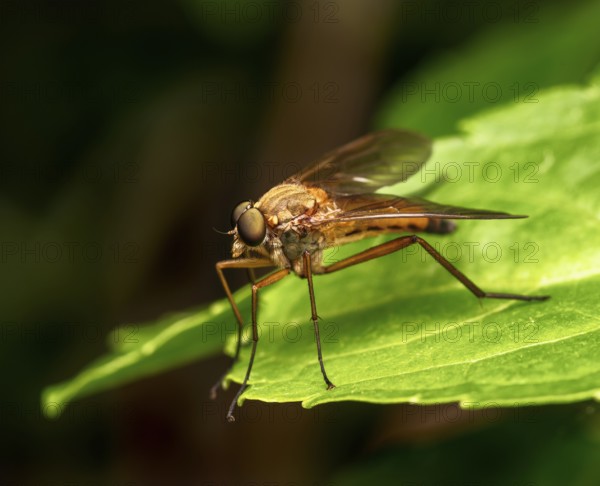 Macro of a robber fly on a green leaf