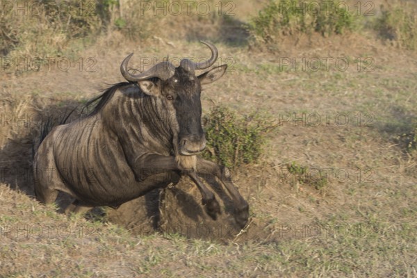 Wilderbeast, Gnu (Connochaetes taurinus)