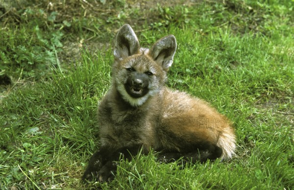 Maned Wolf (chrysocyon brachyurus), Cub Snarling