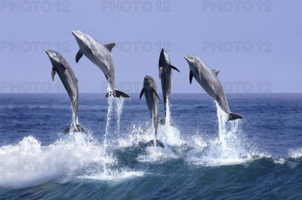 BOTTLENOSE DOLPHIN (tursiops truncatus), GROUP LEAPING OUT OF THE WATER, HONDURAS