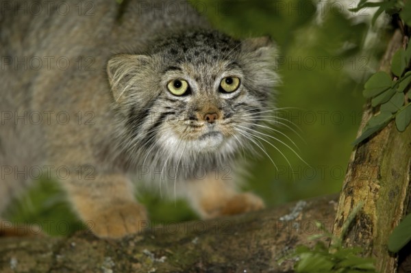 MANUL OR PALLAS'S CAT (otocolobus manul), ADULT ON BRANCH