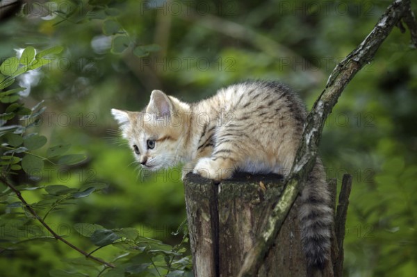 SAND CAT (felis margarita), CUB STANDING ON BRANCH
