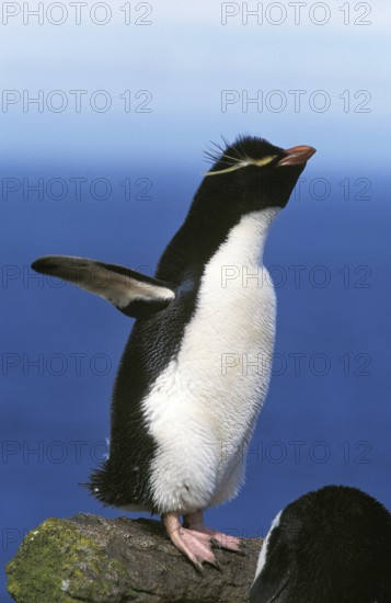 Southern rockhopper penguin (eudyptes chrysocome), adult on rocks with open wings, Antarctica