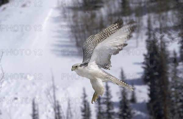 GYRFALCON (falco rusticolus), ADULT IN FLIGHT, CANADA