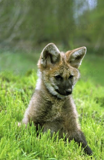 Maned wolf (chrysocyon brachyurus), juvenile