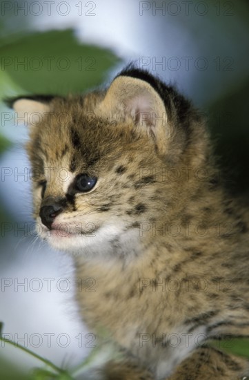 Serval (leptailurus serval), Cub