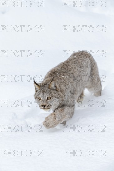 A bobcat hunts for prey in a snowy forest habitat