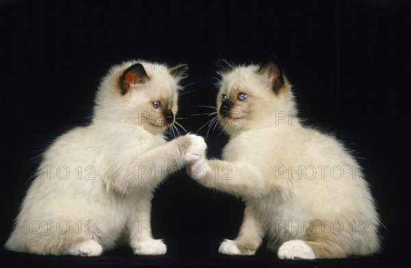 BIRMAN DOMESTIC CAT, PLAYING KITTEN AGAINST BLACK BACKGROUND