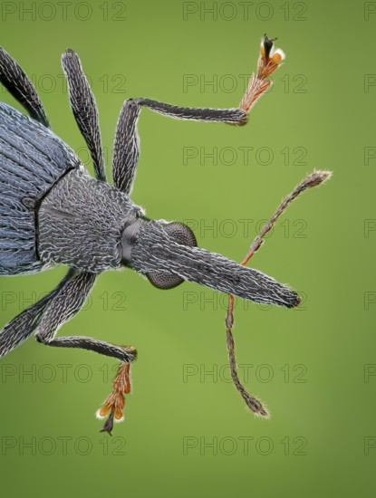 Front body of a weevil (Oxystoma ochropus) in dorsal view