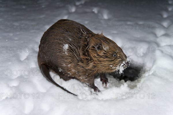 European beaver (Castor fiber), Rosenheim, Bavaria, Germany, Europe