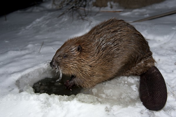 European beaver (Castor fiber), Rosenheim, Bavaria, Germany, Europe