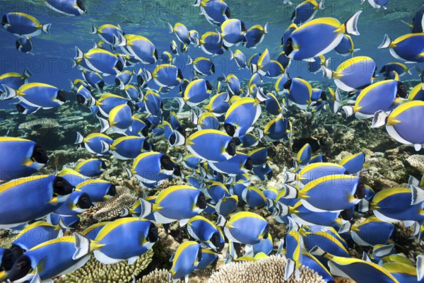 Powderblue Surgeonfish (Acanthurus leucosternon), Thaa Atoll, Maldives, Power-blue Tang, Asia