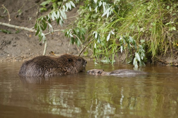 European beaver (Castor fiber) with young, Rosenheim, Bavaria, Germany, Europe