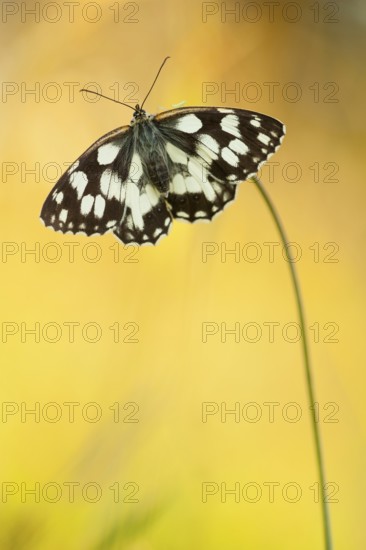 Marbled white (Melanargia galathea) North Rhine-Westphalia, Germany, Europe