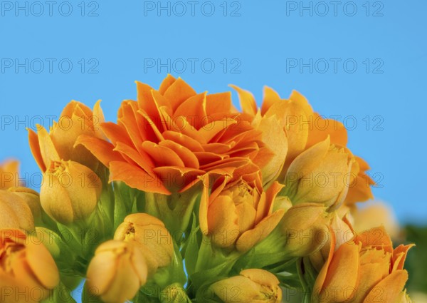 Macro of orange Kalanchoe flower blossoms