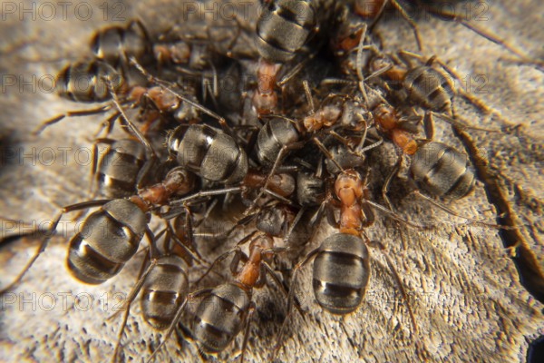 Red wood ant in early spring