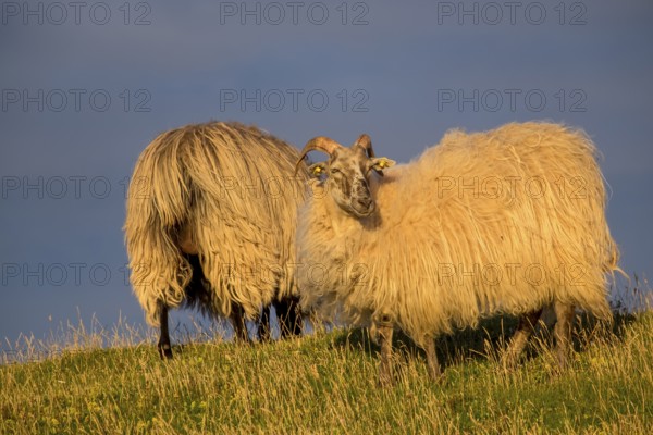 Wild sheep (Ovis) in the evening light, Helgoland