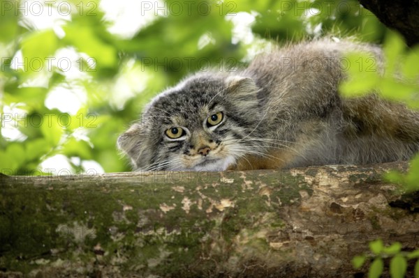 Pallas's cat (Otocolobus manul) OR PALLAS CAT, ADULT AT THE BRANCH