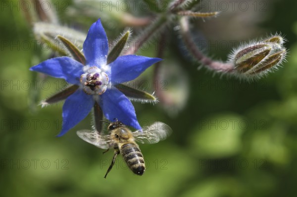Borage blossom