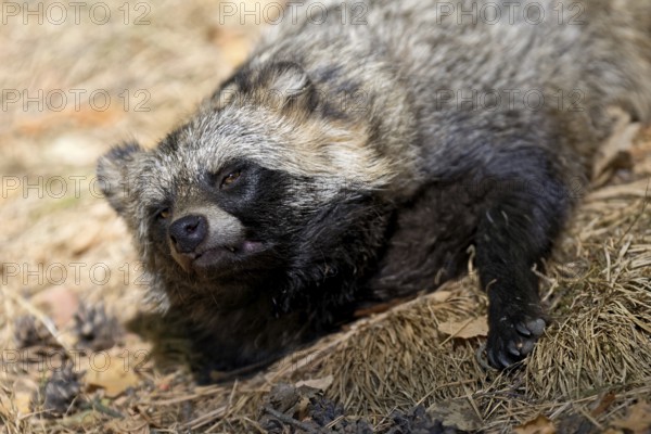 Tanuki