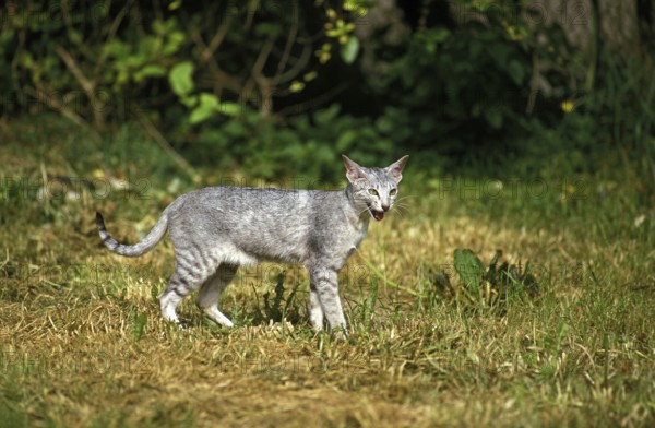 Oriental Domestic Cat Meoing