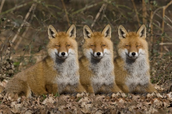 Red Fox (vulpes vulpes), Adults laying on Fallen Leaves, Digital Composite