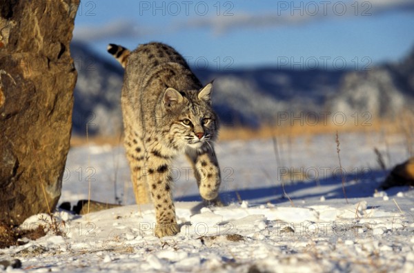 BOBCAT (lynx rufus), ADULT STANDING ON SNOW, CANADA