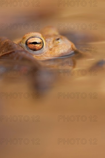 Common toad (Bufo bufo) Rhineland-Palatinate, Germany, Europe