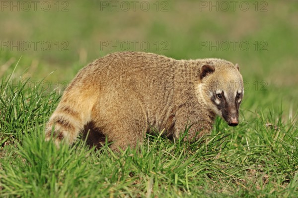 Ring-tailed Coati (Nasua nasua), Southern Coati