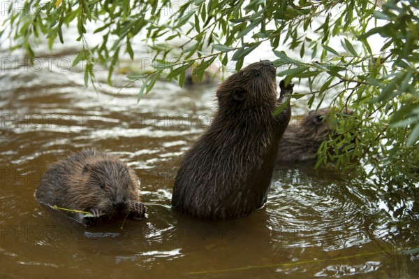European beaver (Castor fiber), young, Rosenheim, Bavaria, Germany, Europe