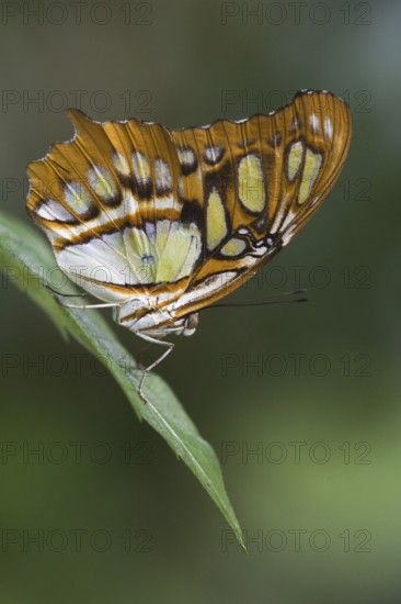 Malachite butterfly owl (Siproeta stelenes), lateral, Mexico, Central America