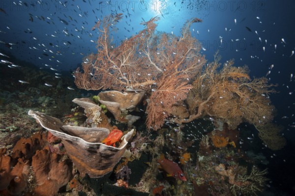 Species-rich coral reef, Raja Ampat, West Papua, Indonesia, Asia
