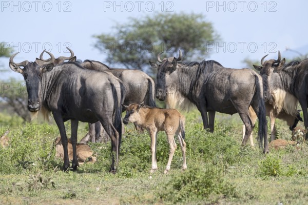 Wildebeest (Connochaetes), cows with calves, Ndutu Conservation Area, Tanzania, Africa
