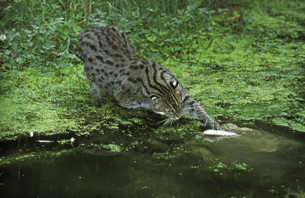 Fishing cat (prionailurus viverrinus), adult in water, fishing