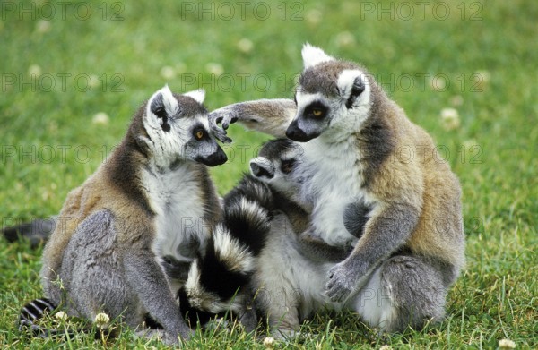 Ring-Tailed Lemur (lemur catta), Adults sitting