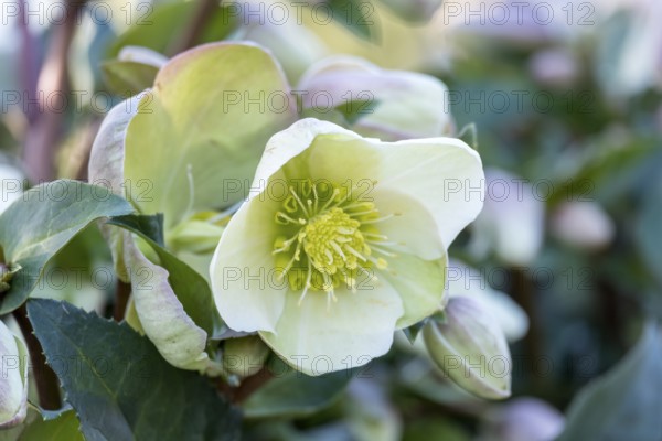 Christmas Rose or hellebore (Helleborus)