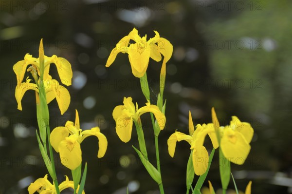 Marsh iris by the pond, Marsh iris, Yellow iris (Iris pseudacorus)