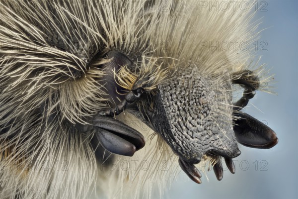Lateral view of a flower beetle, larvae feed on roots, while the adults can be encountered during spring/summer feeding on flowers