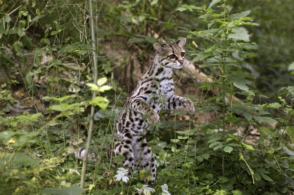 Margay cat, leopardus wiedi, adult on hind legs
