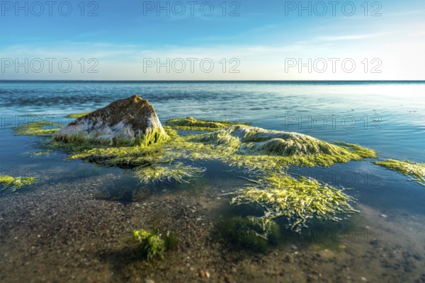 Green algae moving in the clear ocean water of the baltic sea
