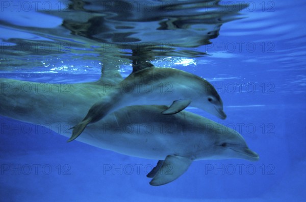 Bottlenose Dolphin (tursiops truncatus), Mother and Calf
