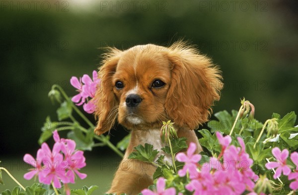 CAVALIER KING CHARLES SPANIEL, PUPPY NEAR GERANIUM FLOWER