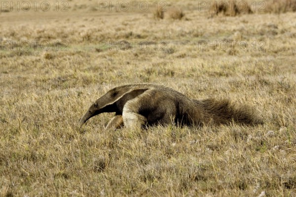 Giant Anteater (myrmecophaga tridactyla), Adult walking through Pampa, Los Lianos in Venezuela