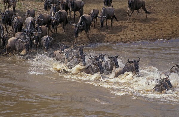 BLUE WILDEBEEST (connochaetes taurinus), HERD CROSSING MARA RIVER DURING MIGRATION, MASAI MARA PARK IN KENYA
